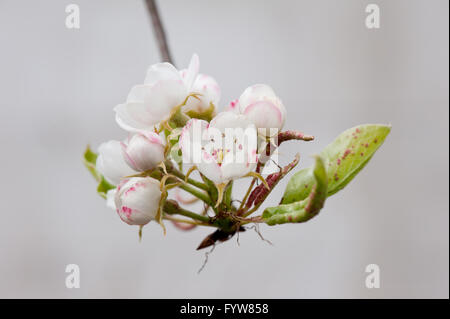 Birne Frühling Blumen Makro, Blütenstand der Pflanze auf den Zweig Closeup, kleine Blüten Blütenstand, Pyrus Baum in April Frühling blüht. Stockfoto