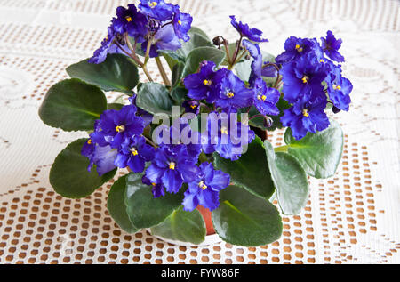Lila African Violet, Saintpaulia Ionantha blühende Pflanze in der Familie der Gesneriengewächse, Haushalt Pflanze Haufen Blume blühen Stockfoto