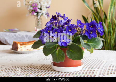 Blühen Sie üppig lila African Violet, Saintpaulia Ionantha blühende Pflanze in der Familie der Gesneriengewächse, Haushalt Pflanze Haufen. Stockfoto