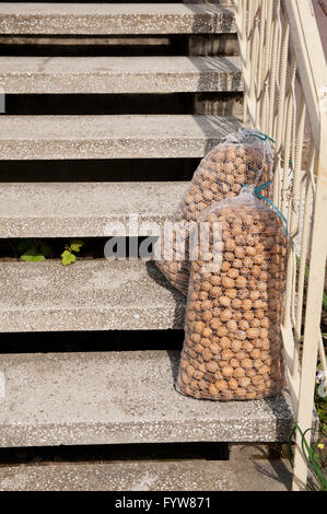 Walnüsse volle Säcke auf Schritte, zwei net Kunststoff Mesh-Taschen auf Treppen vor dem Haus nach der Ernte in privaten Hinterhof liegend Stockfoto