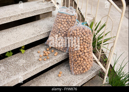 Walnüsse in großen Säcken auf Schritte, zwei schwere net Kunststoff Netzbeutel auf Treppen vor dem Haus nach der Ernte im Garten liegen. Stockfoto