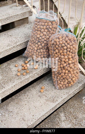 Walnüssen gefüllte Säcke auf Schritte, zwei net Kunststoff Netzbeutel auf Treppen vor dem Haus nach der Ernte im Garten liegen. Stockfoto