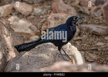 Groß-tailed Grackle, Quiscalus Mexicanus, Süd-Arizona Stockfoto