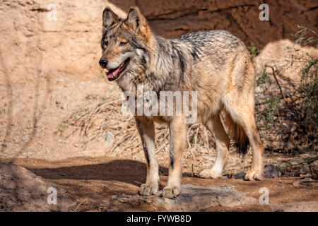 Mexikanischer Wolf, Canis Lupus Baileyi, Arizona Stockfoto