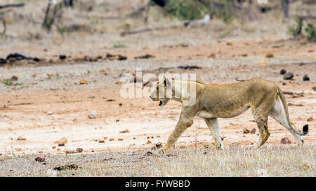 Löwen Kruger Nationalpark, Südafrika; Spezies Panthera Leo Familie felidae Stockfoto