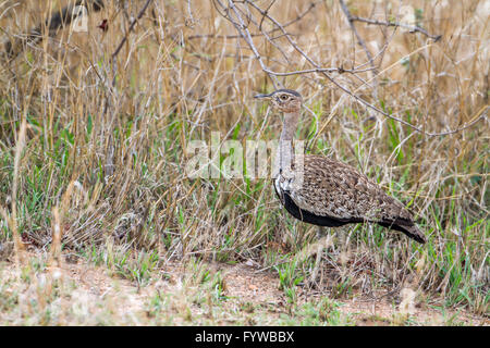 Schwarzbäuchigen Trappe im Krüger-Nationalpark, Südafrika; Specie Lissotis Melanogaster Familie Otididae Stockfoto