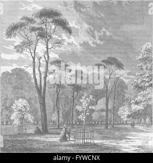 KENSINGTON PALACE: Kensington Gardens The Scotch Tannen. London, print c1880 Stockfoto