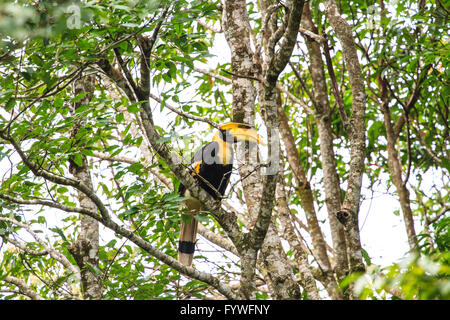 Vogel in der Natur, große Hornbill hocken auf einem Ast Stockfoto