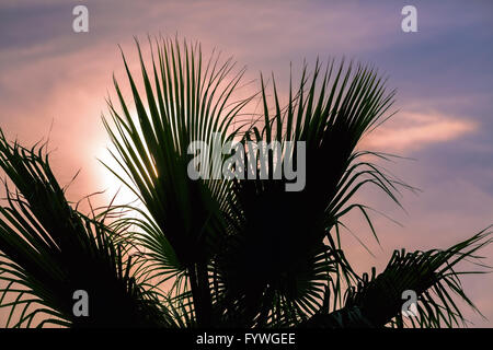 Palmblätter gegen Sonnenuntergang Stockfoto