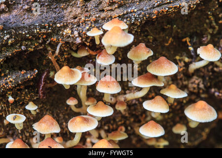 Pilz im tiefen Wald, Thailand hautnah Stockfoto