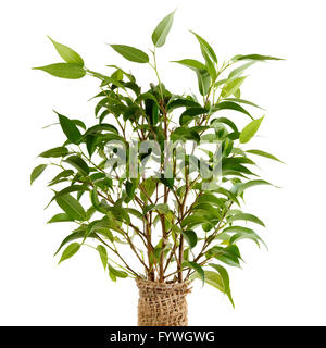 Ficus Benjamina closeup Stockfoto