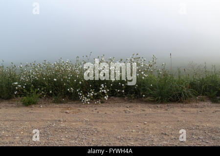 Nebel auf dem Feld Stockfoto