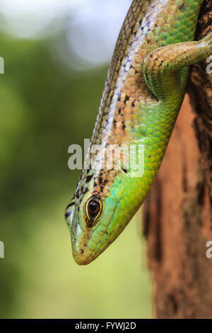 Olive Tree Skink im tiefen Wald, Dasia Olivacea hautnah Stockfoto