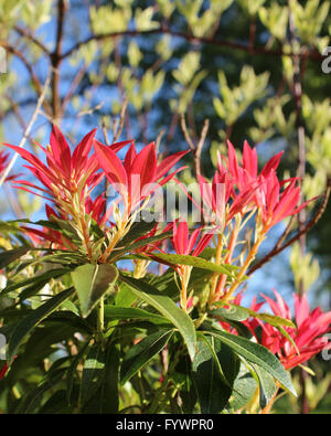 Frische neue Frühling Wachstum von Pieris Japonica, auch bekannt als Flamme des Waldes oder Lilly des Werks Tal. Stockfoto