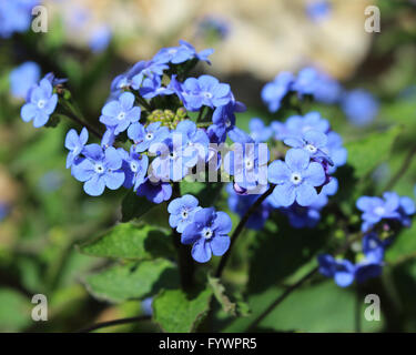 Die blauen Blüten des Brunnera Macrophylla auch bekannt als sibirische Bugloss, große Vergissmeinnicht oder Telekie. Stockfoto