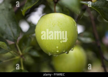 Tropfen auf apple Stockfoto