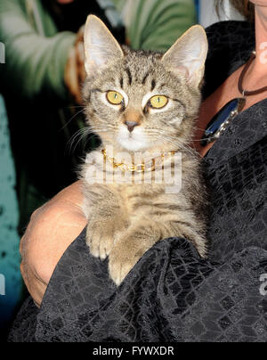 Hollywood, CA, USA. 27. April 2016.  Keanu. Anreise für die Los Angeles Premiere von Warner Bros. "'' Keanu'' an ArcLight Hollywood statt. Bildnachweis: Birdie Thompson/AdMedia Credit: Birdie Thompson/AdMedia/ZUMA Draht/Alamy Live-Nachrichten Stockfoto