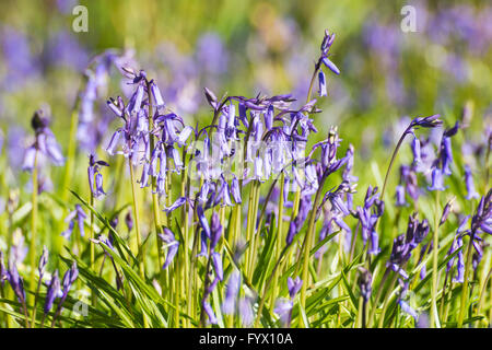 Hooke Park, Hooke, Dorset, Großbritannien 28. April 2016 - UK - Glockenblumen in den Wäldern bei Hooke Park in Dorset in der Nähe von Beaminster - Wetterbild: Graham Hunt/Alamy Live News Stockfoto