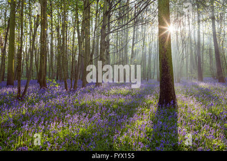 Scunthorpe, North Lincolnshire, UK. 28. April 2016. Glockenblumen in Brumby Wood, Scunthorpe, an einem sonnigen Frühlingsmorgen. Bildnachweis: LEE BEEL/Alamy Live-Nachrichten Stockfoto