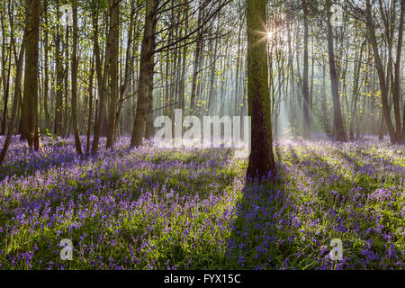 Scunthorpe, North Lincolnshire, UK. 28. April 2016. Glockenblumen in Brumby Wood, Scunthorpe, an einem sonnigen Frühlingsmorgen. Bildnachweis: LEE BEEL/Alamy Live-Nachrichten Stockfoto