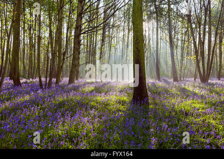 Scunthorpe, North Lincolnshire, UK. 28. April 2016. Glockenblumen in Brumby Wood, Scunthorpe, an einem sonnigen Frühlingsmorgen. Bildnachweis: LEE BEEL/Alamy Live-Nachrichten Stockfoto