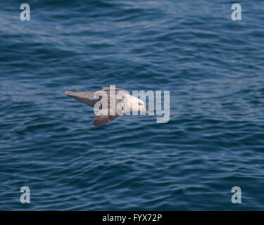 3. August 2015 - steigt A Northern Fulmar (Fulmarus Cyclopoida) über dem Atlantischen Ozean im Westman-Archipel (Vestmannaeyjar), vor der Süd Küste von Island, nahe der Insel Heimaey. Abhängig von der Fischerei-Industrie, aber für die Vogelbeobachtung, ist der Tourismus ein wachsender Sektor der Wirtschaft mit Island immer ein beliebtes Touristenziel geworden. © Arnold Drapkin/ZUMA Draht/Alamy Live-Nachrichten Stockfoto