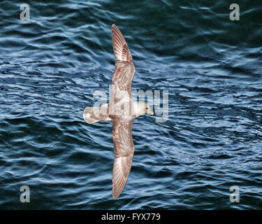 3. August 2015 - steigt A Northern Fulmar (Fulmarus Cyclopoida) über dem Atlantischen Ozean im Westman-Archipel (Vestmannaeyjar), vor der Süd Küste von Island, nahe der Insel Heimaey. Abhängig von der Fischerei-Industrie, aber für die Vogelbeobachtung, ist der Tourismus ein wachsender Sektor der Wirtschaft mit Island immer ein beliebtes Touristenziel geworden. © Arnold Drapkin/ZUMA Draht/Alamy Live-Nachrichten Stockfoto