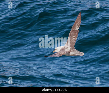 3. August 2015 - steigt A Northern Fulmar (Fulmarus Cyclopoida) über dem Atlantischen Ozean im Westman-Archipel (Vestmannaeyjar), vor der Süd Küste von Island, nahe der Insel Heimaey. Abhängig von der Fischerei-Industrie, aber für die Vogelbeobachtung, ist der Tourismus ein wachsender Sektor der Wirtschaft mit Island immer ein beliebtes Touristenziel geworden. © Arnold Drapkin/ZUMA Draht/Alamy Live-Nachrichten Stockfoto