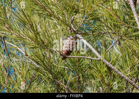 Detail der Blätter, Zweige und Zapfen der Aleppo-Kiefer, Pinus halepensis Stockfoto