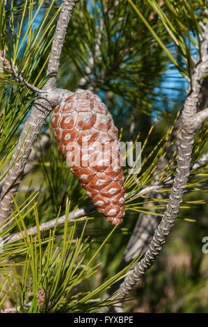 Detail der Blätter, Zweige und Zapfen der Aleppo-Kiefer, Pinus Halepensis. Stockfoto