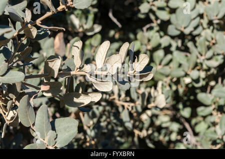 Detail aus Blättern und Zweigen der Steineiche, Quercus Ilex Subspecies Rotundifolia. Stockfoto