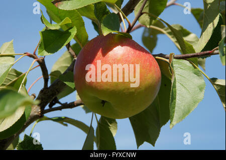 Malus Domestica Topaz, Apple Stockfoto