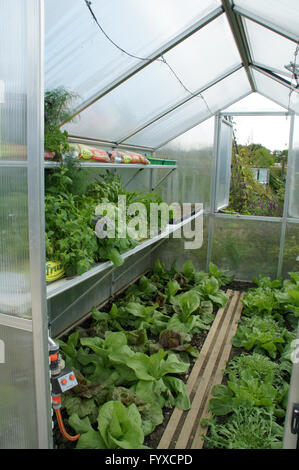 Lactuca Sativa, Salat im Gewächshaus Stockfoto