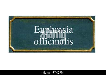 Schild Euphrasia officinalis Stockfoto