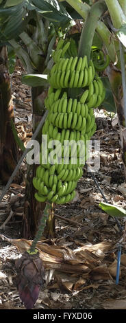 Bananenstaude, La Palma Stockfoto