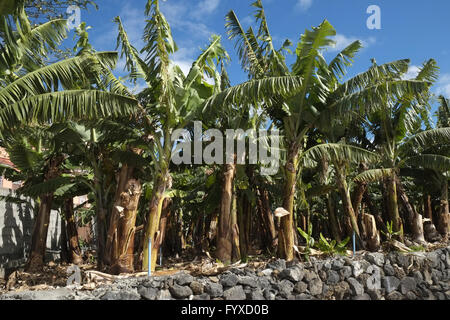 Bananenplantage, La Palma Stockfoto