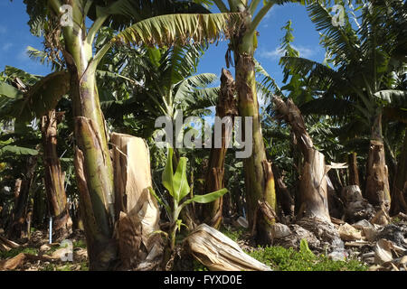 Bananenplantage, La Palma Stockfoto