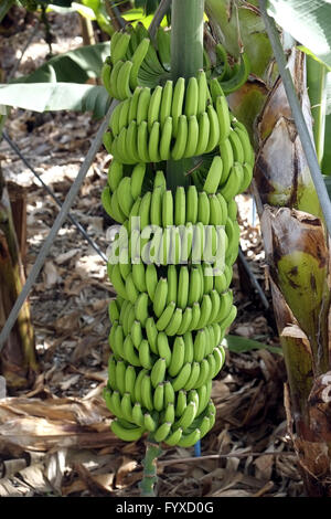 Bananenstaude, La Palma Stockfoto