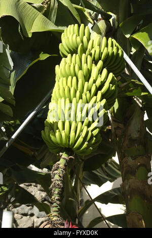 Bananenstaude, La Palma Stockfoto