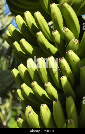 Bananenstaude, La Palma Stockfoto