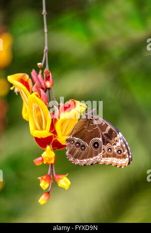 Closeup Makrofoto des blauen Morpho Peleides Schmetterling auf Blatt, geringe Tiefenschärfe Stockfoto