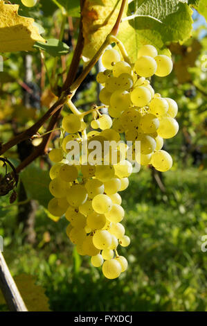 Vitis Vinifera Müller Thurgau, Grape Vine Stockfoto