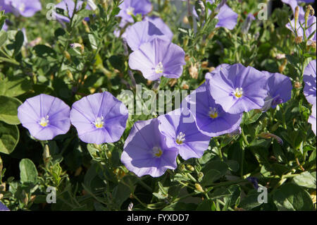 Convolvulus Sabatius, Blue Mountain Ackerwinde Stockfoto