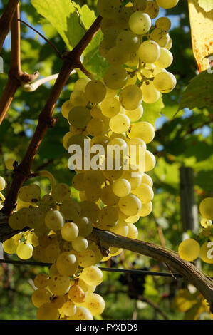 Vitis Vinifera Müller Thurgau, Grape Vine Stockfoto