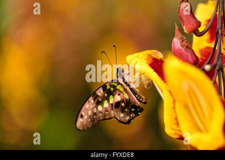 Closeup Makrofoto des gemeinsamen Zusammenarbeit (Graphium Sarpedon) Schmetterling auf Blume Blüte, geringe Tiefenschärfe Stockfoto