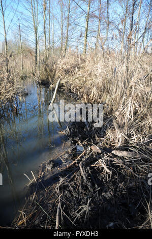 Castor Fiber, Biber, Damm Stockfoto