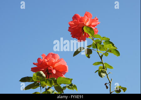 Rosa Alexander, Hybrid-rose Stockfoto