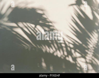 Palm Leaf Schatten auf einer weißen Wand Stockfoto