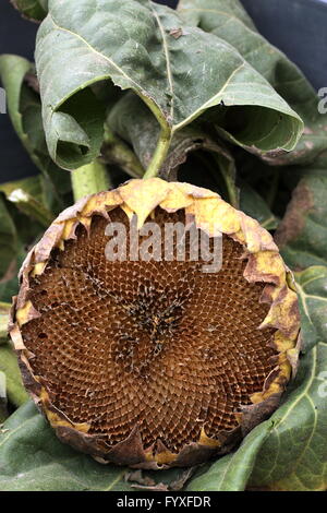 Schließen Sie herauf Bild der leeren Sonnenblumenkerne Krone Stockfoto