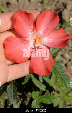 Abelmoschus Moschatus in Blüte Stockfoto